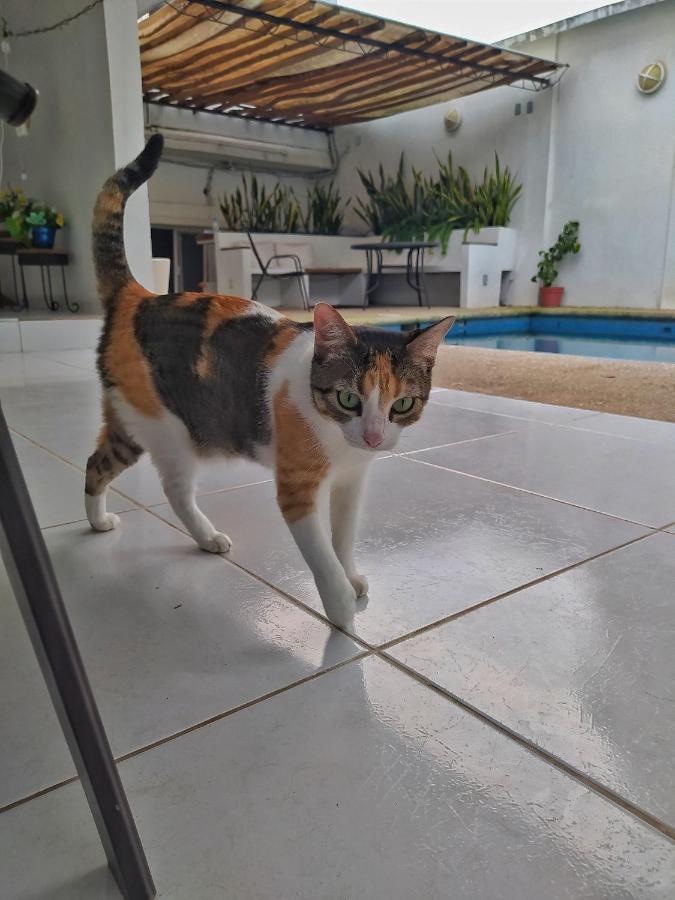 Casssa Vlanca Hotel بالينكو المظهر الخارجي الصورة